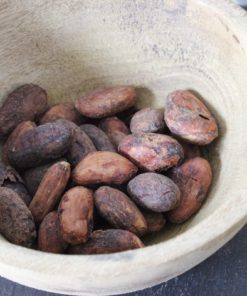 Fèves de cacao Criollo - Les épices curieuses